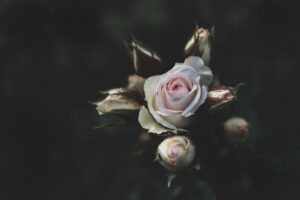 Hautajaiskukat: Kukkakaupan tärkeä rooli suruprosessissa